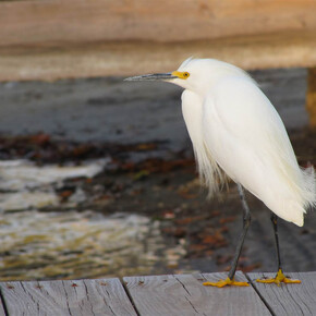 Lisa O'Brien, Snowy Egret, Photography on Canvas, 16" x 16"