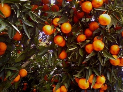I mandarini siciliani