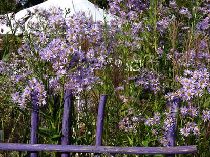 Aster e steccati colorato del vivaio L’erbaio della Gorra