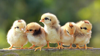 Pollitos de graja sobre un trozo de madera