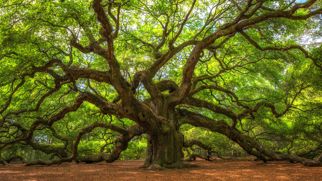 Roble ángel en Charleston, SC: Podemos imaginar al Acuerdo de París como un gran árbol que despliega numerosas ramas que se concretan en distintos comités, programas de trabajo, acciones…