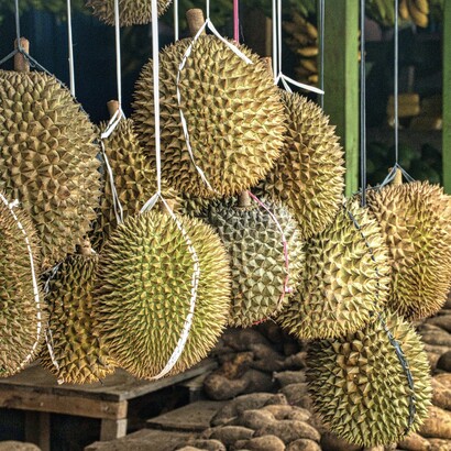 De la forme et de la taille d’un ballon de football, le durian est un fruit recouvert d’une coque épaisse et d’épines vert-brun