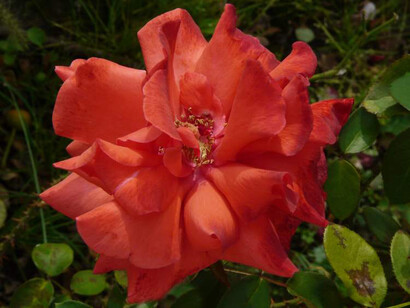 Rosa Radar