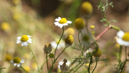 La camomilla: "Le piante sono un miracolo, ma se il malato non ha almeno un po’ di fede che quella pianta possa curarlo, allora non gli servirà!"