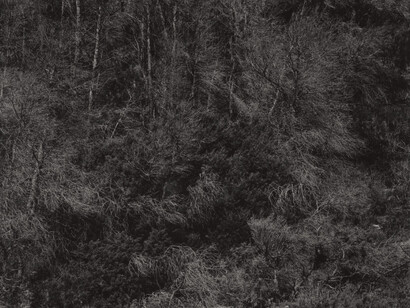 Harry Callahan. Courtesy of Robert Mann Gallery