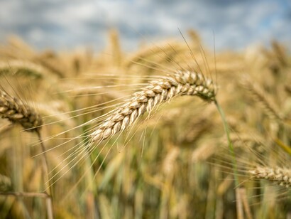 Detalhe de espigas de trigo em lavoura. Pesquisas da Embrapa buscam aumentar a produtividade e reduzir a dependência brasileira das importações do cereal