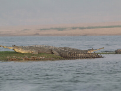 Gharial basking in National Chambal Sanctuary © Gehan de Silva Wijeyeratne