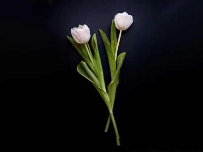 Il tulipano, simbolo di costanza e sobrietà