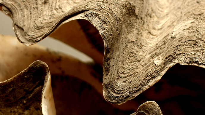 The giant clam. Courtesy of Grigore Antipa National Museum of Natural History