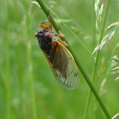 Chicharra en medio de pastizales