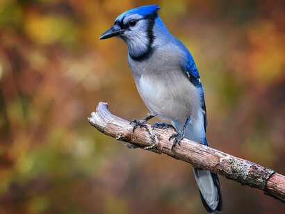 The blue jay is a passerine bird of the Corvidae family, native to eastern North America and widely found across the eastern and central United States