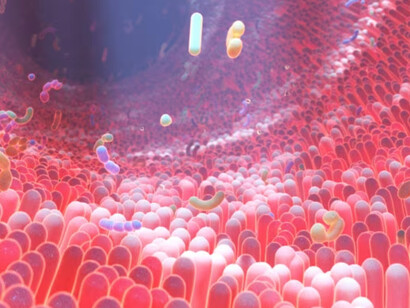 Microbiota intestinale:Per salvaguardare l'equilibrio del microbiota intestinale è importante fare attenzione alla propria alimentazione
