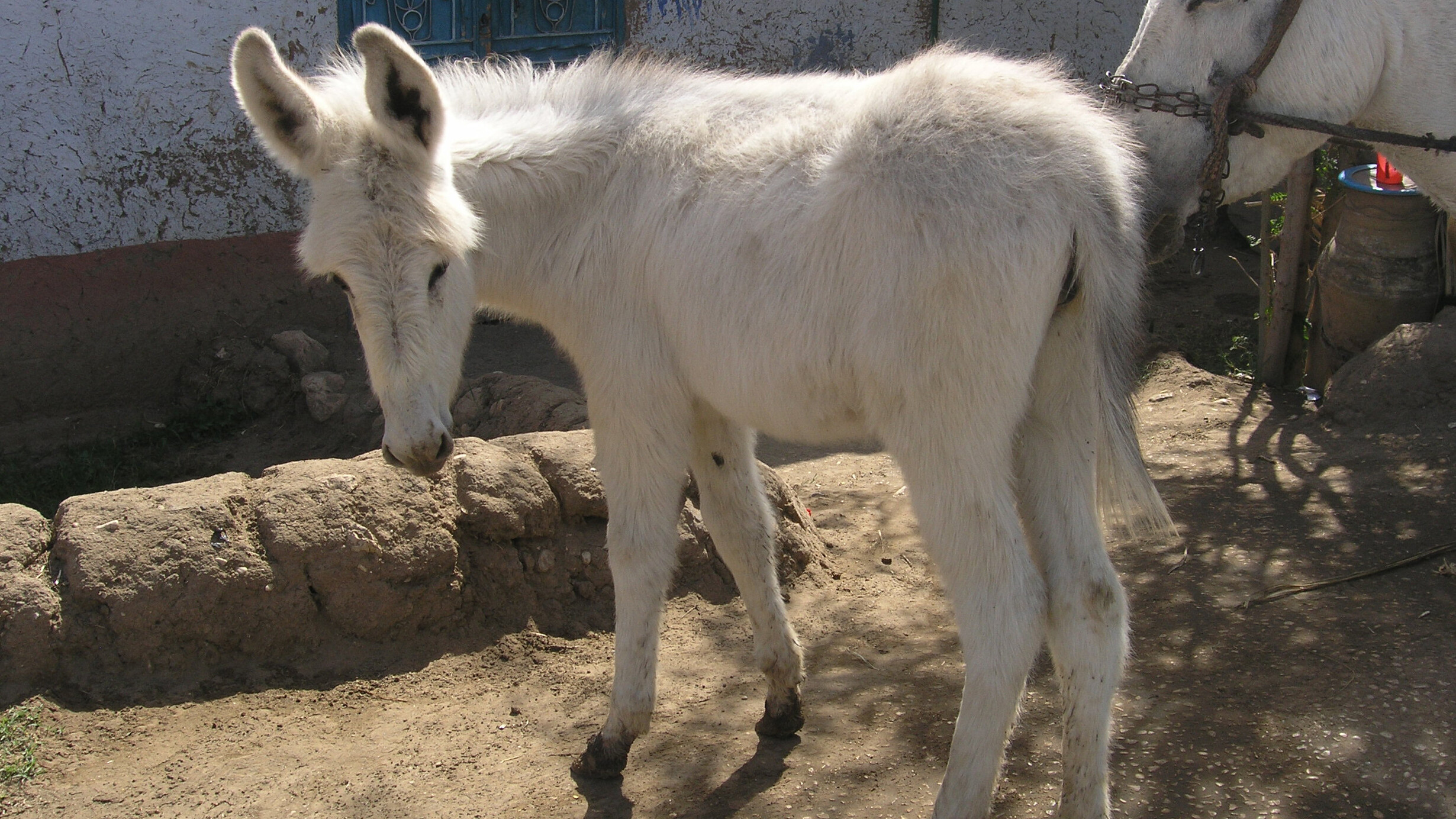 Utterly indispensable. The donkey in the ancient world | Meer