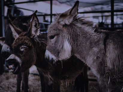 El privilegio otorgado por Pere «El Ceremonioso» permitía el comercio de animales en una feria caballar y asnal que todavía hoy, 675 años después, conserva pleno auge