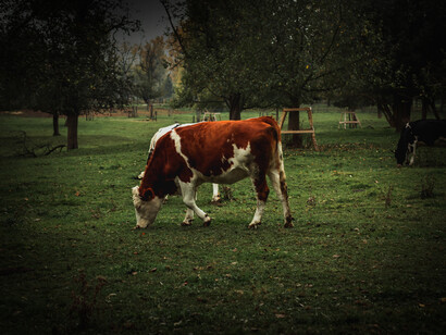Cambio climático. Según los datos de la FAO, a nivel mundial, la ganadería es responsable del 26% de las emisiones de CO2 y del 50% de las de metano