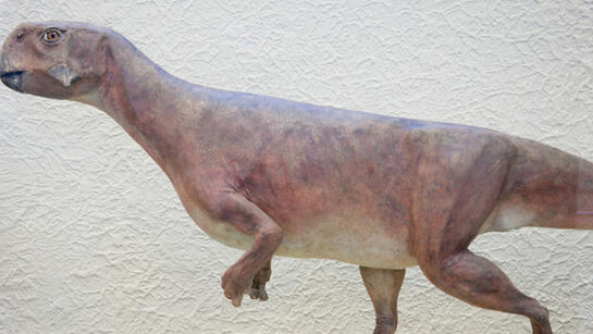 Hall of Ornithischian Dinosaurs. Courtesy of American Museum of Natural History