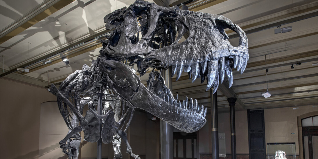 Tristan. Berlin bares teeth. Courtesy of Museum für Naturkunde