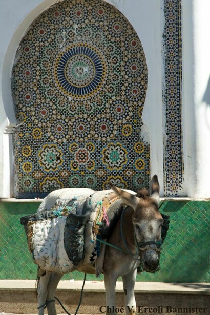 Donkey in a Morocco city