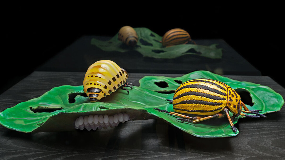 Keller’s Insect Models. Courtesy of Museum für Naturkunde