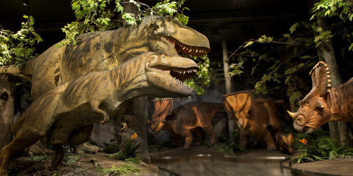 Fossil Gallery. Courtesy Canadian Museum of Nature 