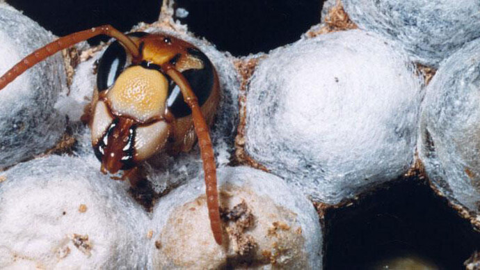 Virtual Insect Hall. Courtesy of Royal Belgian Institute of Natural Sciences