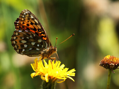 Dark Green Fritillary ay Chapel Bank © Gehan de Silva Wijeyeratne