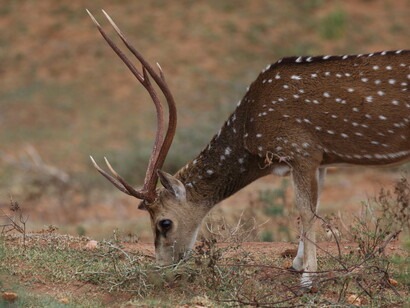 A male Spotted Deer © Gehan de Silva Wijeyeratne