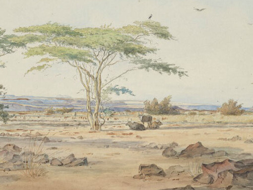 Expeditions and Endeavours. Courtesy of Natural History Museum