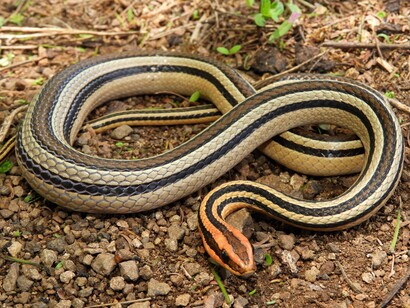 Cuando existe consciencia de la finitud de los ciclos y la importancia de reconocer el final para vivir con gozo, disfrute e intensidad el Aquí y Ahora. Serpiente de tierra rayada, 2021, (Lygophis lineatus) México