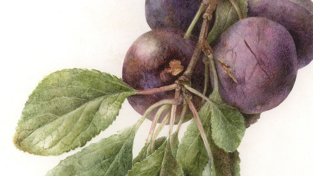 Tradescant’s Orchard. Courtesy of Garden Museum