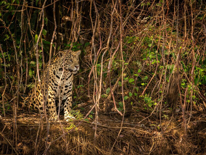 A leopard spotted near dry vegetation at the Kabini river in India