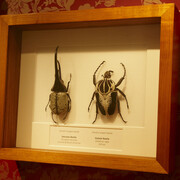 Bugs alive! Exhibition view. Courtesy of Melbourne Museum