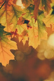 Autunno, il cadere delle foglie e l’ingiallire degli aceri e delle querce 