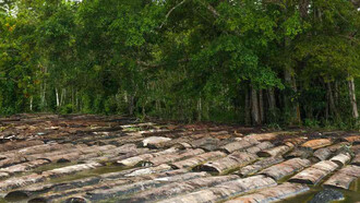 La Agencia de Investigación Ambiental documentó las rutas, actores y las cantidades de madera que salen de la Amazonia colombiana de manera ilegal