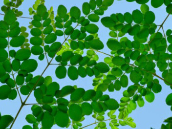 People in Asia, Africa, and South America call it a treasure house for a valid reason