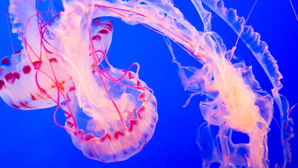 Medusa della famiglia Phylum Cnidaria