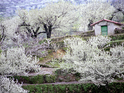El Valle del Jerte en primavera