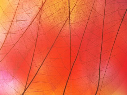 A vivid, transparent orange autumn leaf in an abstract artistic expression