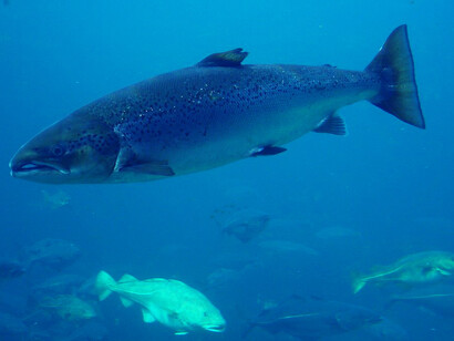 Il salmone atlantico (Salmo salar)