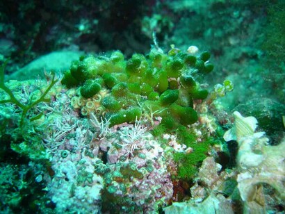 Alghe di mare