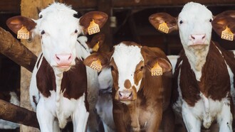 Breeding cows