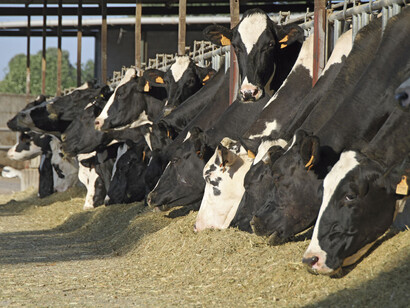 Intensive cattle farm