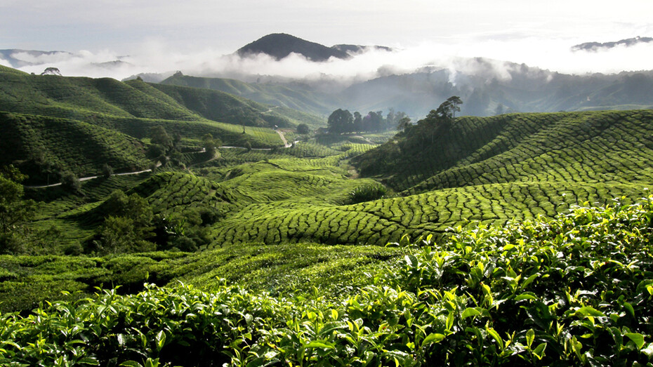 Tea Plantation