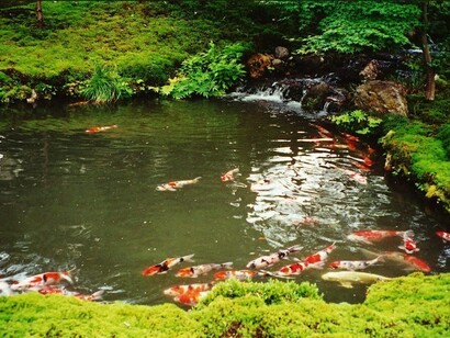 Junsei-Shoin Koi © John Ewing