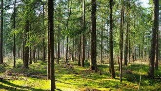 A peaceful forest representing harmony 