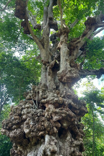 La historia oral del pueblo atribuye al jabillo una carga simbólica vinculada a la resistencia indígena y al sincretismo fundacional de Chuao