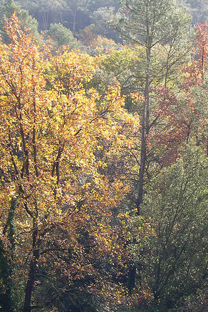 Collserola cerca de Sant Cugat