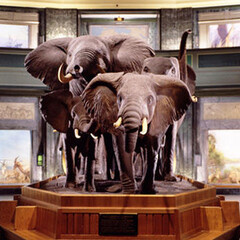 Akeley Hall of African Mammals. Courtesy of American Museum of Natural History