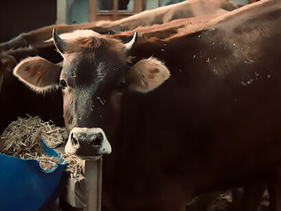 A bucolic scene featuring a brown cow on a serene animal farm