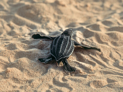 Las tortugas comían bolsas de nailon que confundían con medusas, tapones de botella y otras porquerías de plástico o metal producidas en factorías y lanzadas al mar por negligencia